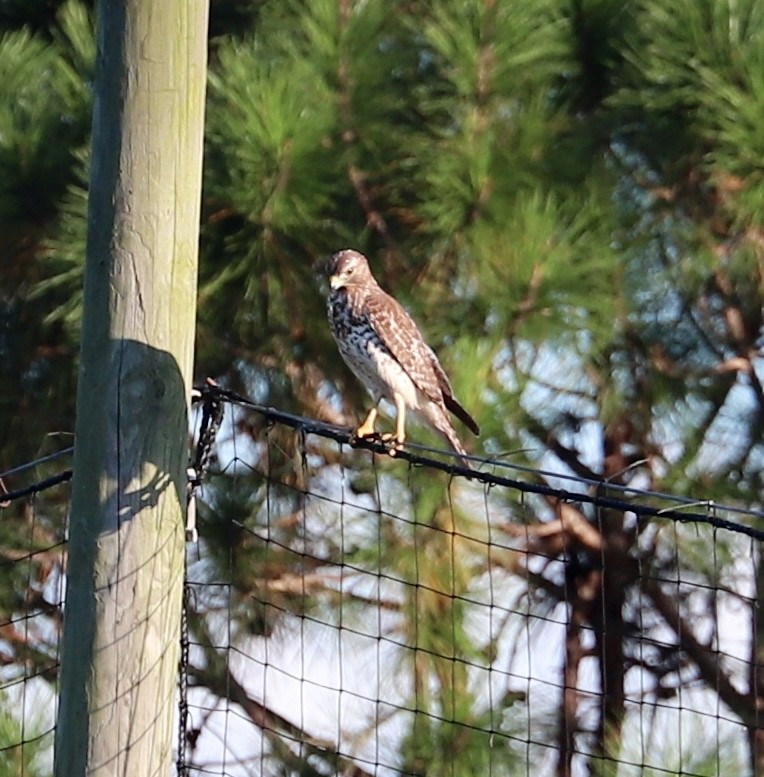Red-shouldered Hawk - ML644568783