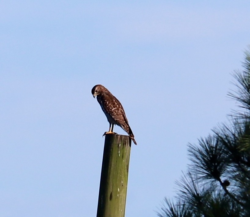 Red-shouldered Hawk - ML644568784