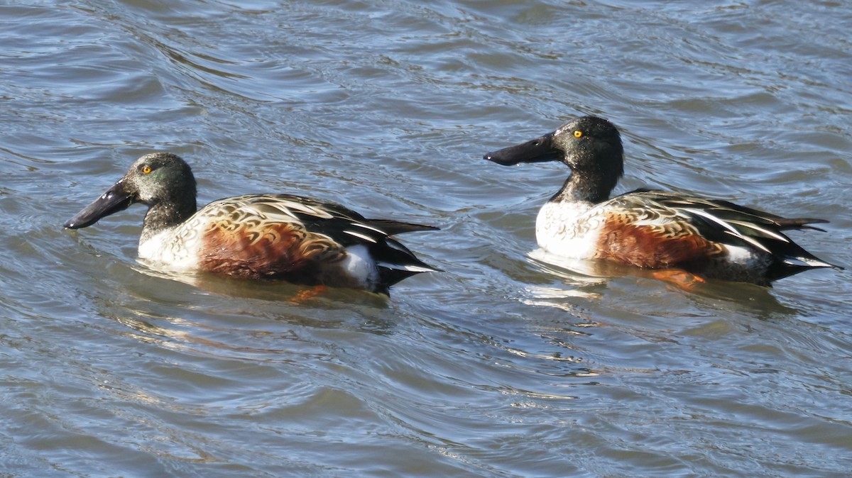 Canard souchet - ML644568791