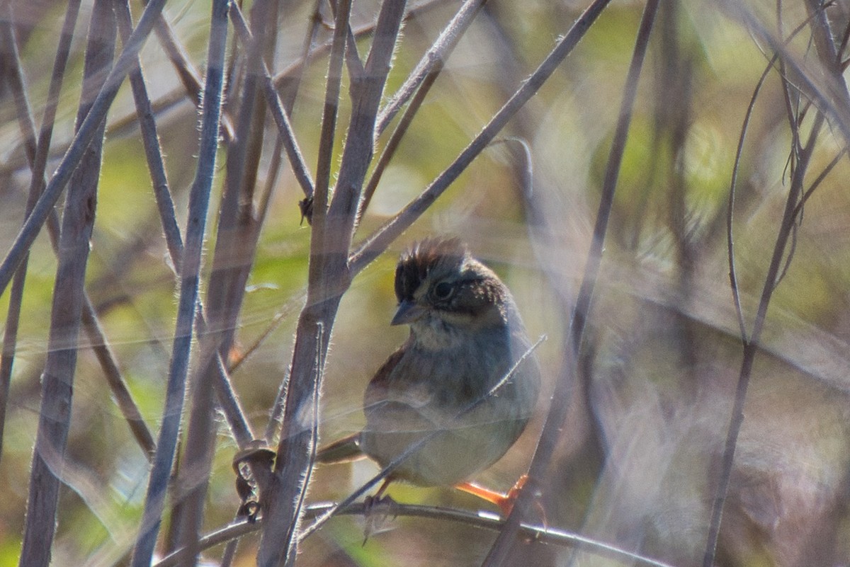 Болотная зонотрихия - ML644568794
