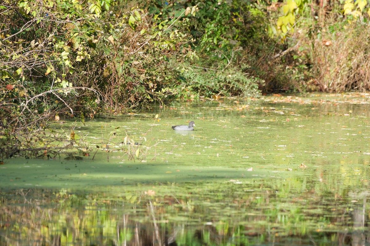 American Coot - ML644568798