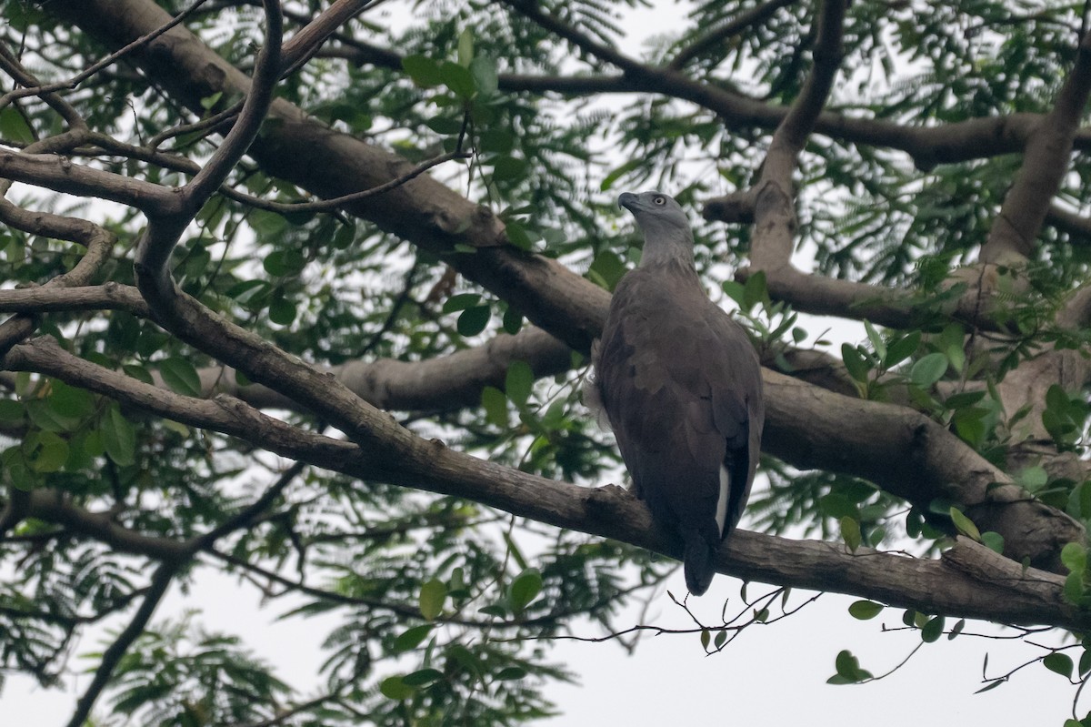 båndelveørn - ML644568800