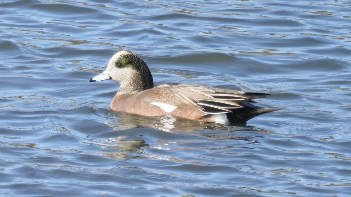 Canard d'Amérique - ML644568802