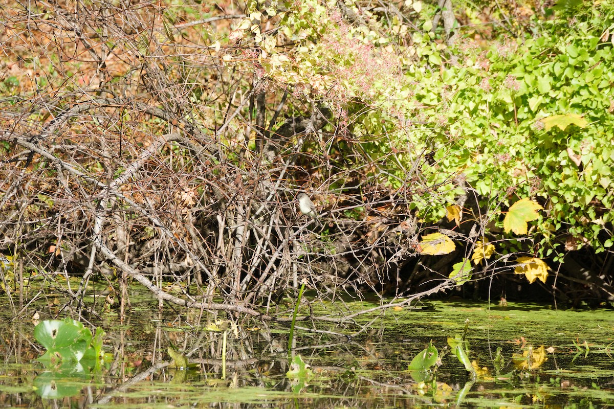 Eastern Phoebe - ML644568803