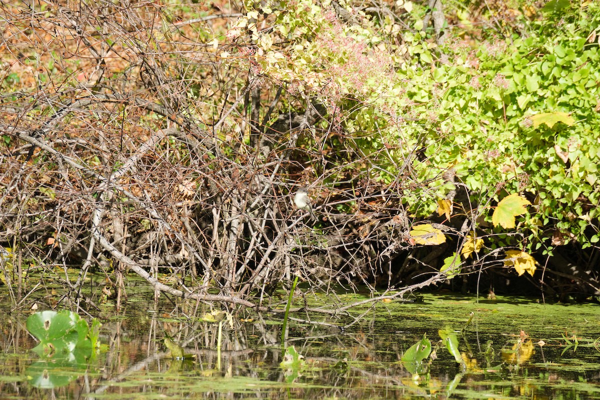 Eastern Phoebe - ML644568804