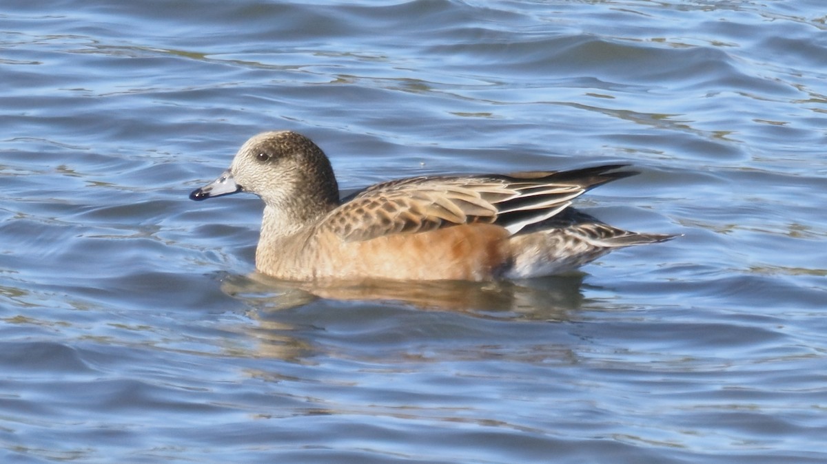 Canard d'Amérique - ML644568806