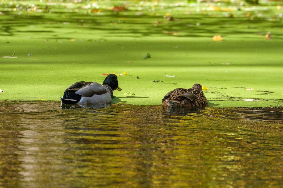 Зэрлэг нугас - ML644568808