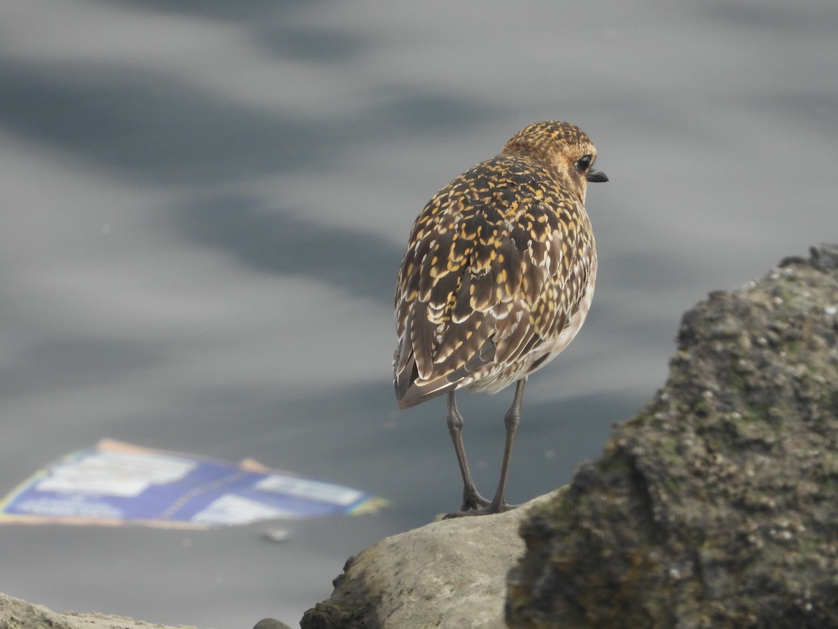 Pluvier fauve - ML644568809