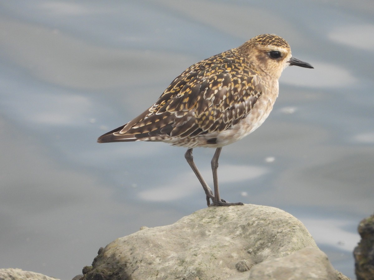 Pluvier fauve - ML644568810