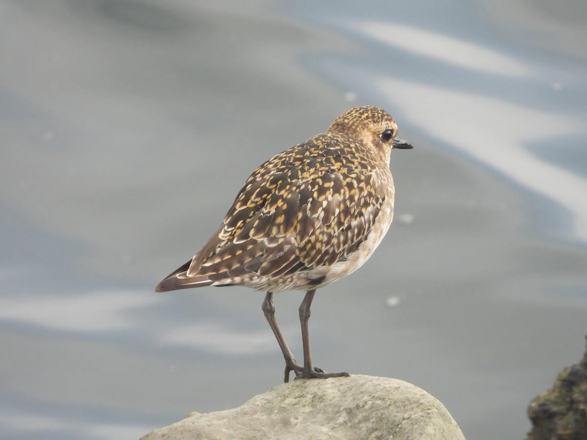 Pluvier fauve - ML644568811