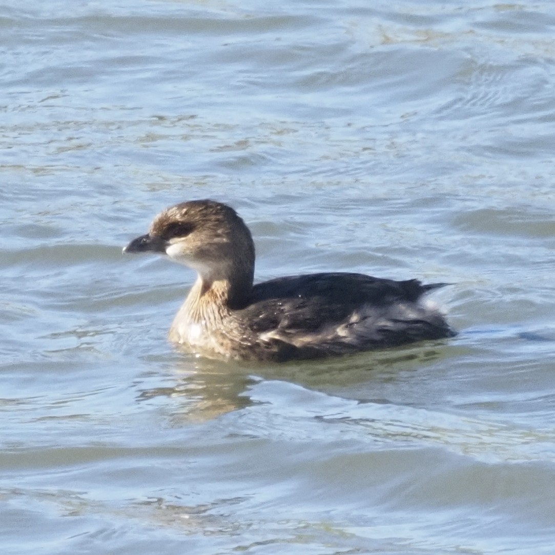 Pied-billed Grebe - ML644568812