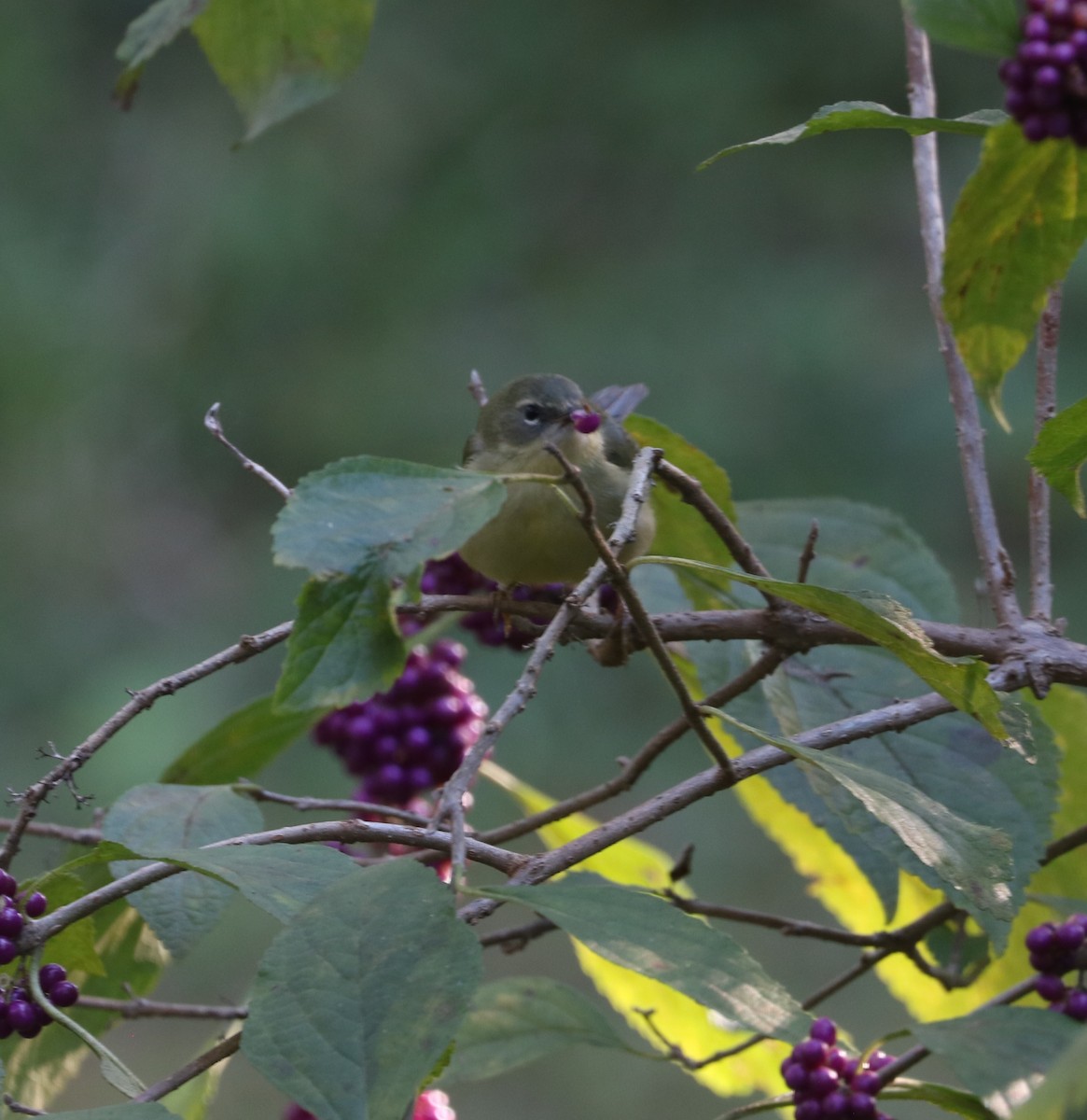 Mavi Sırtlı Ötleğen - ML644568815