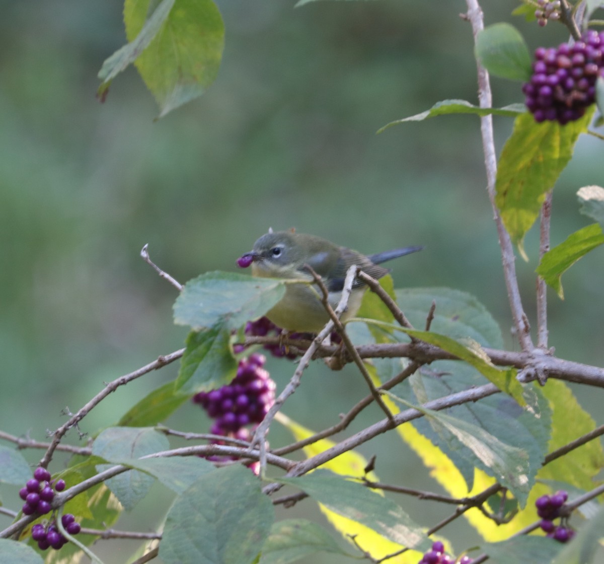 Mavi Sırtlı Ötleğen - ML644568816