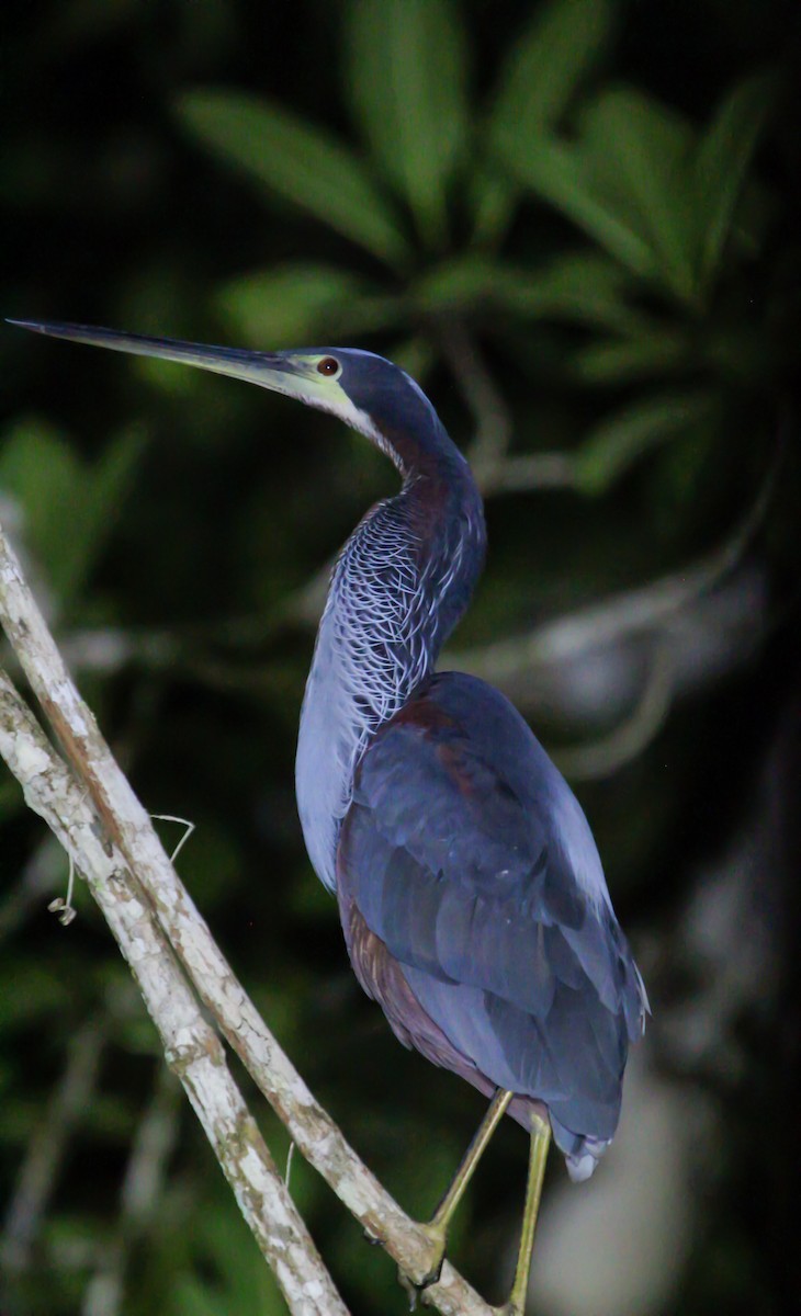 Agami Balıkçılı - ML644568821