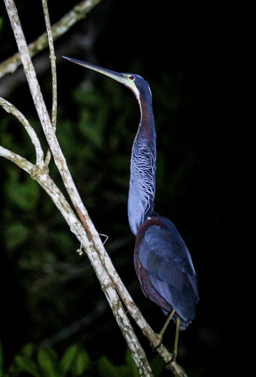 Agami Balıkçılı - ML644568822