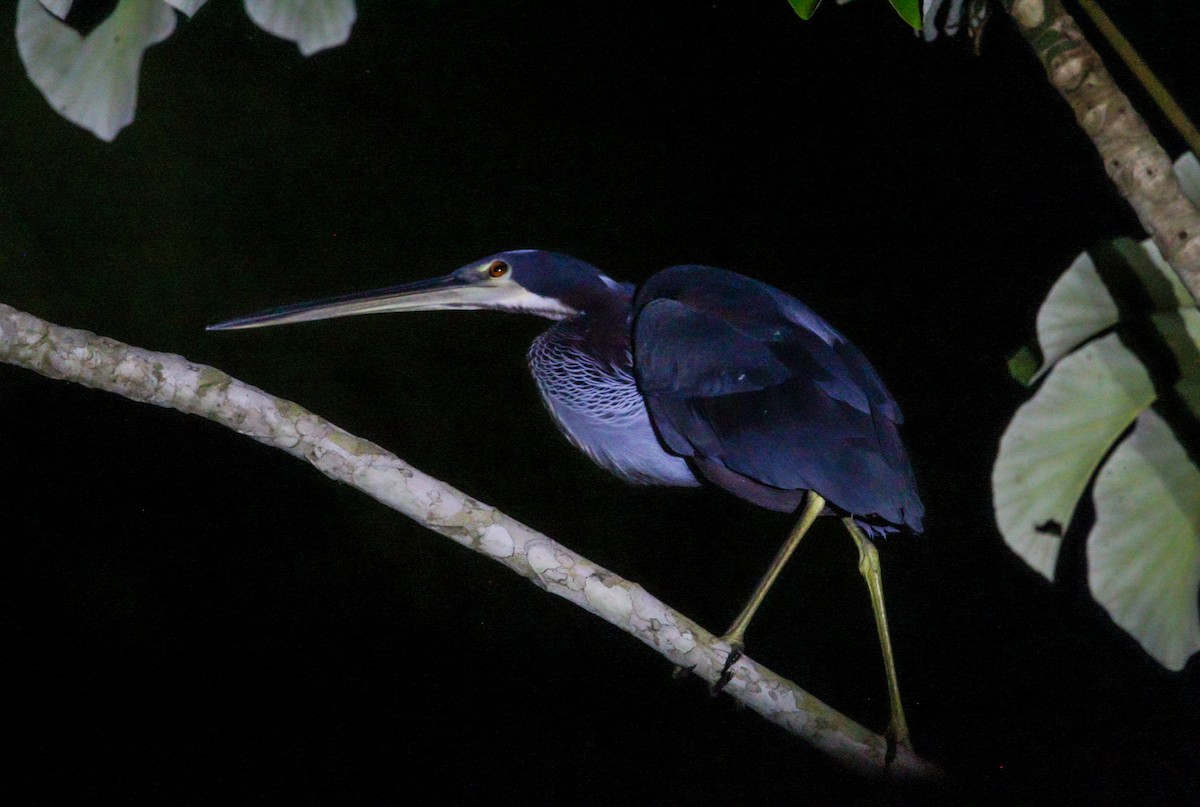 Agami Balıkçılı - ML644568823