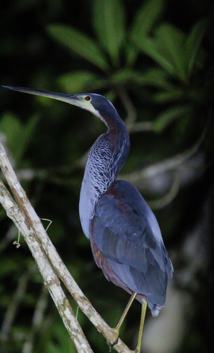 Agami Balıkçılı - ML644568824