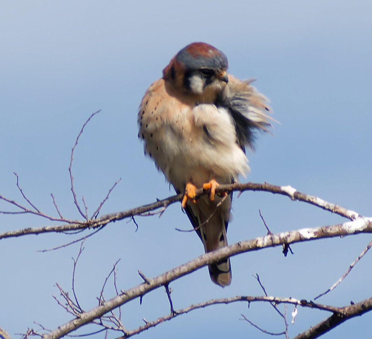 American Kestrel - ML644568825