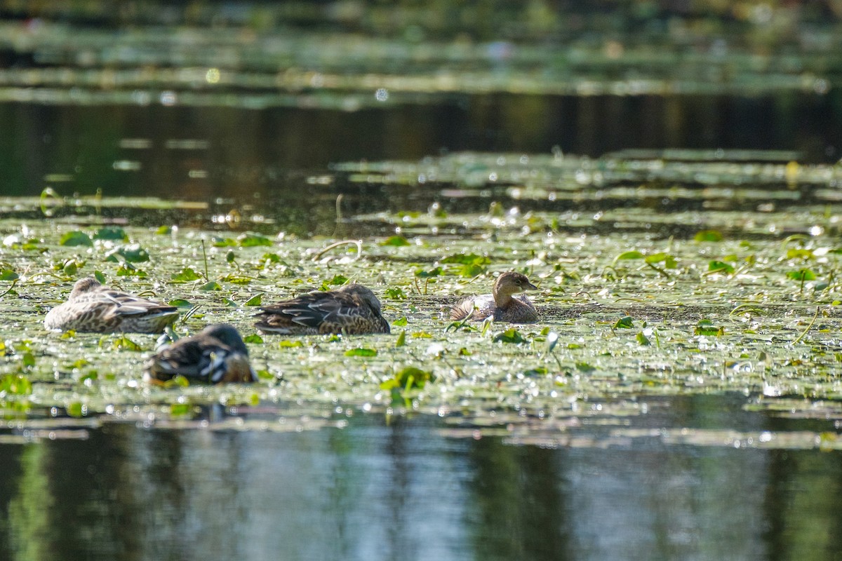 Pied-billed Grebe - ML644568827