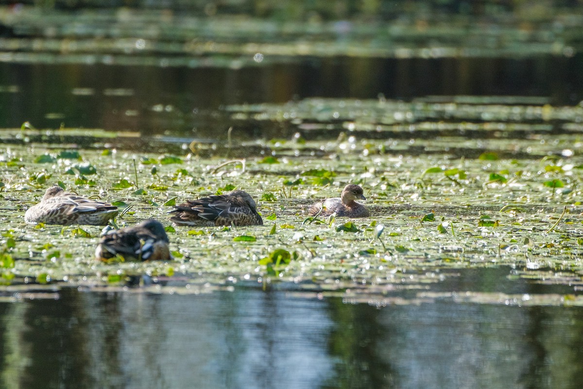 Pied-billed Grebe - ML644568828