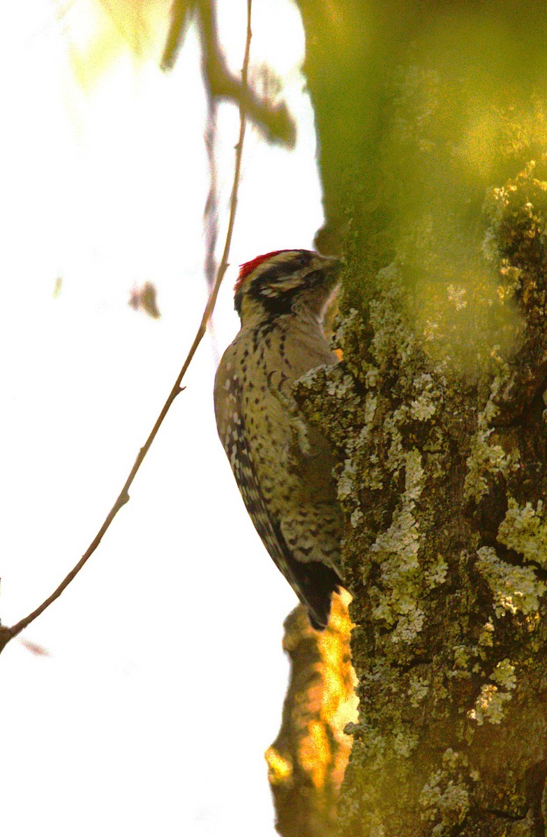 Ladder-backed Woodpecker - ML644568837