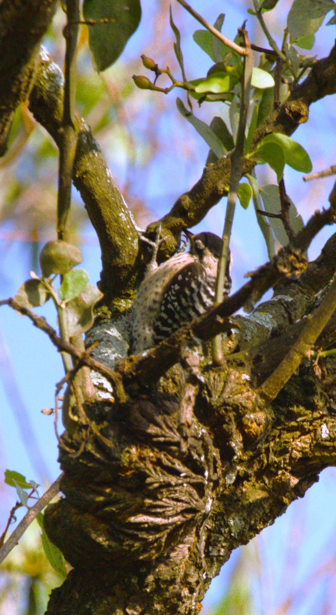 Ladder-backed Woodpecker - ML644568838