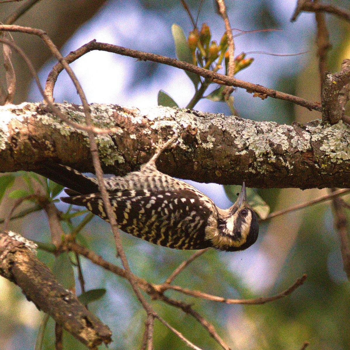 Ladder-backed Woodpecker - ML644568839