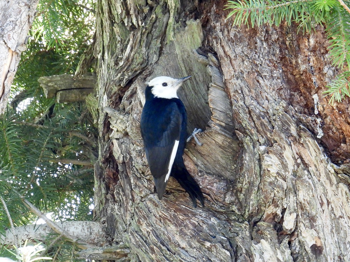 hvithodespett - ML644568842