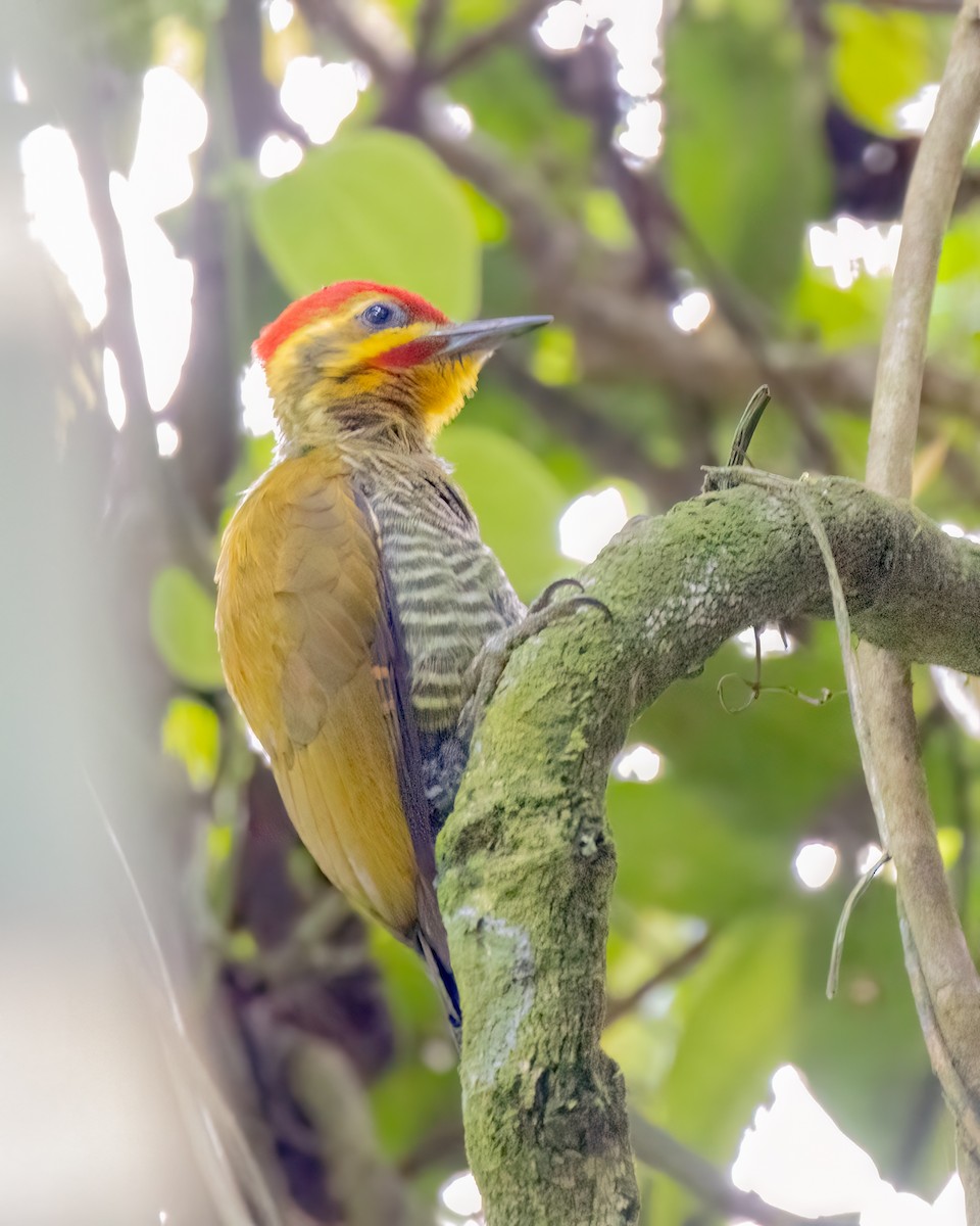 White-browed Woodpecker - ML644568844