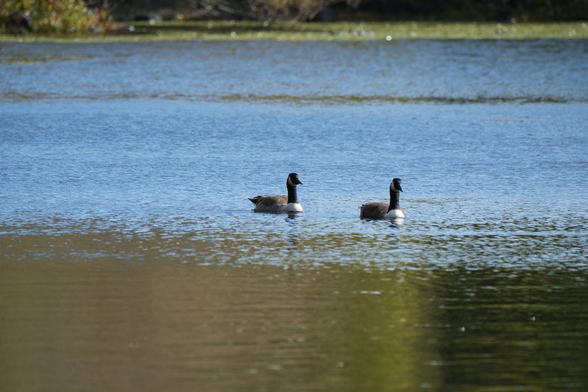 Казарка канадська - ML644568848