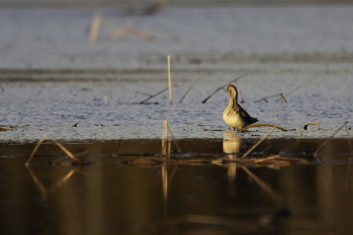 Hudsonian Godwit - ML644568850