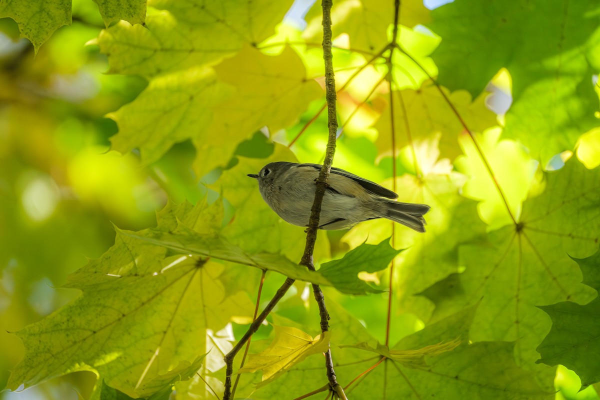 Золотомушка рубіновочуба - ML644568853