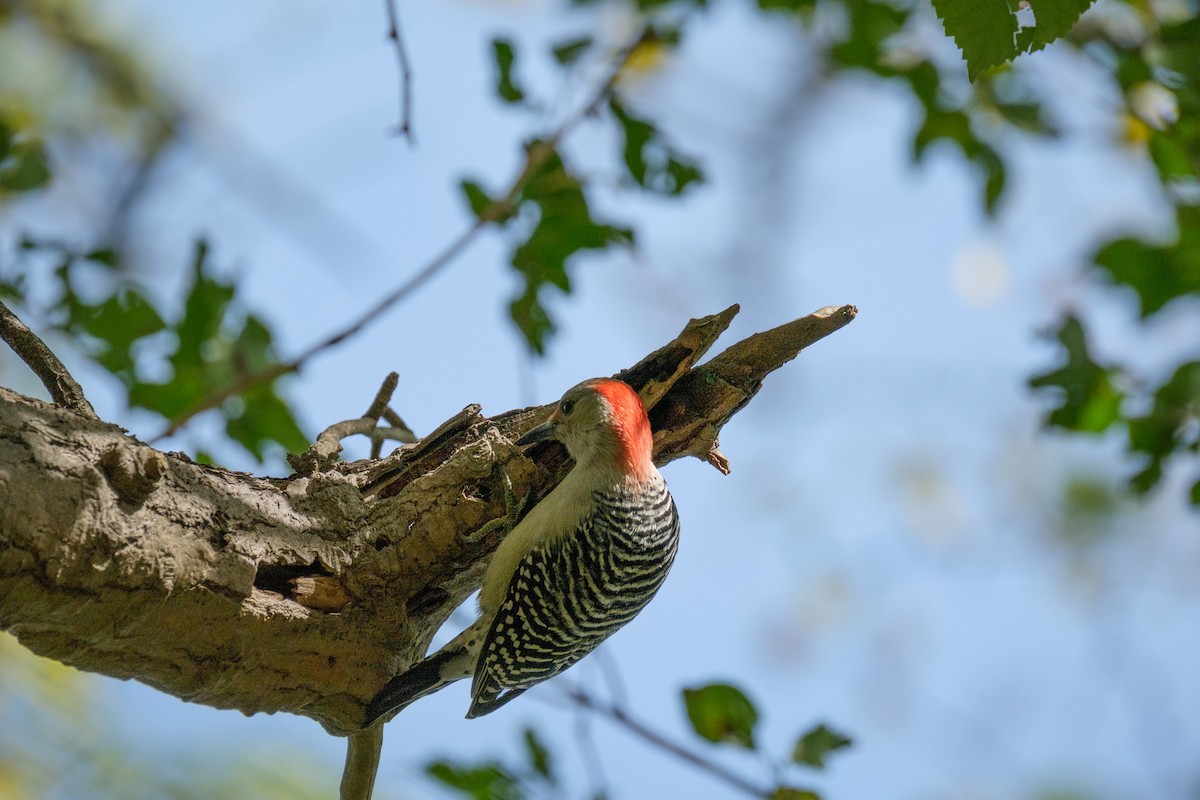 Carolinaspecht - ML644568855