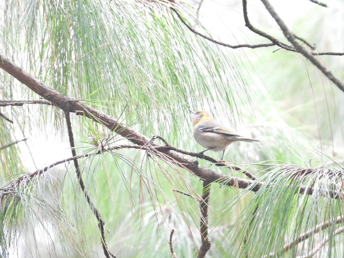 Olive Warbler - ML644568856