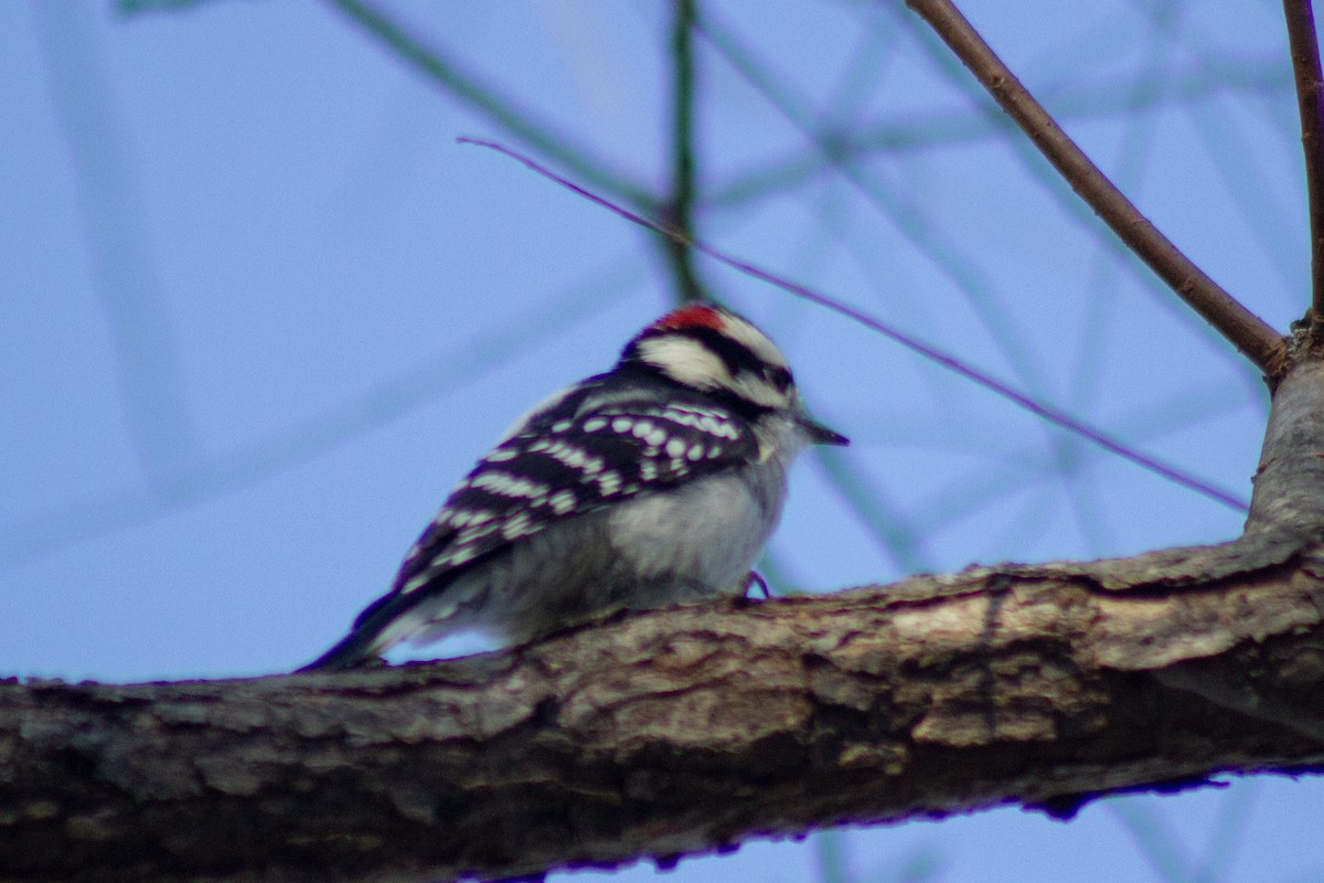 Yumuşak Tüylü Ağaçkakan - ML644568865