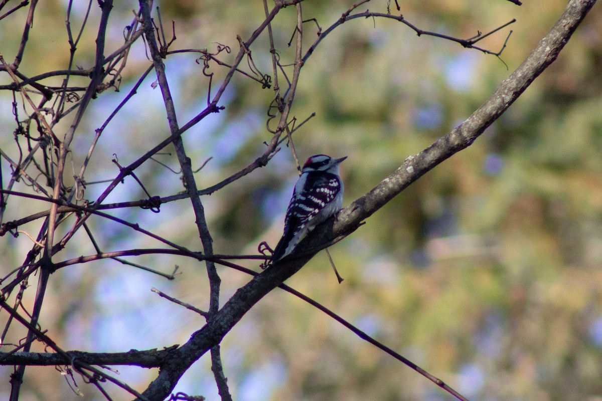 Yumuşak Tüylü Ağaçkakan - ML644568867