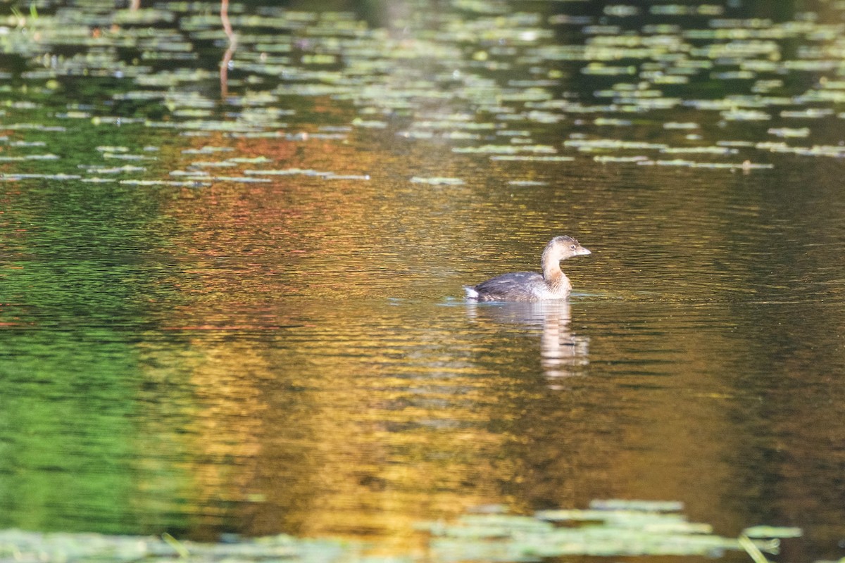Pied-billed Grebe - ML644568873