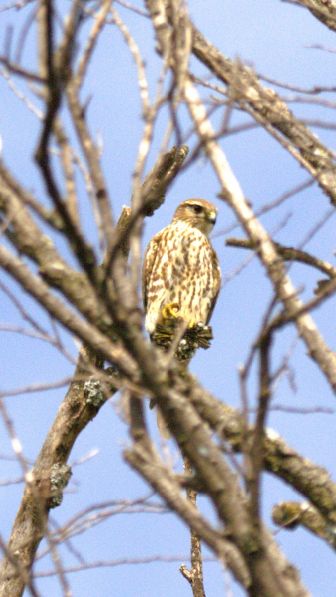 dřemlík tundrový - ML644568876