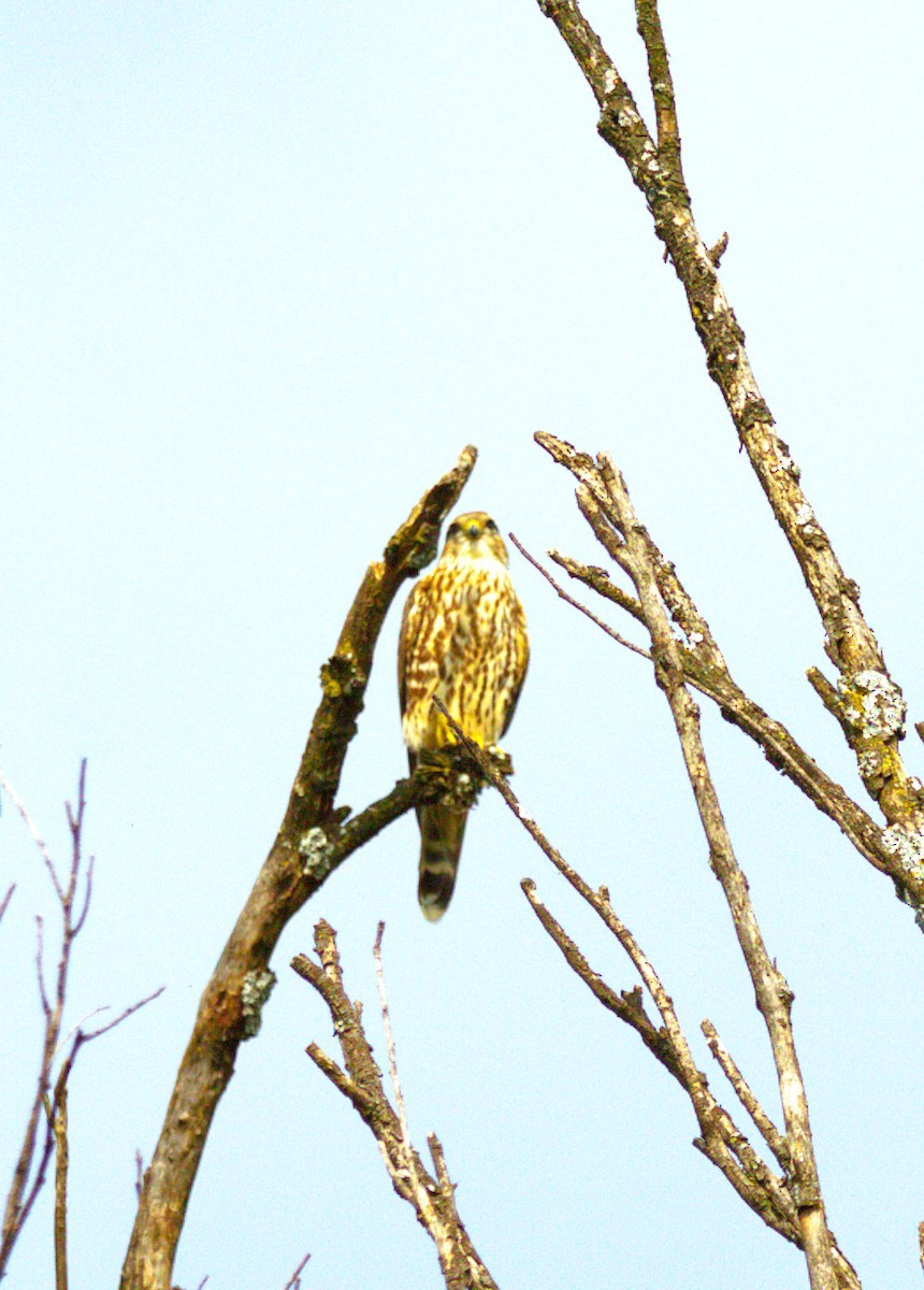 dřemlík tundrový - ML644568877