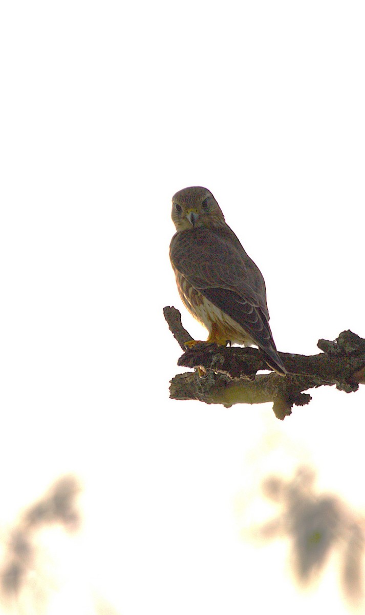 dřemlík tundrový - ML644568878