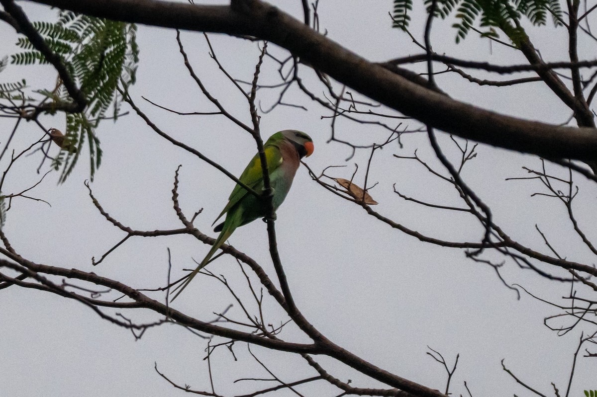 Perruche à moustaches - ML644568886