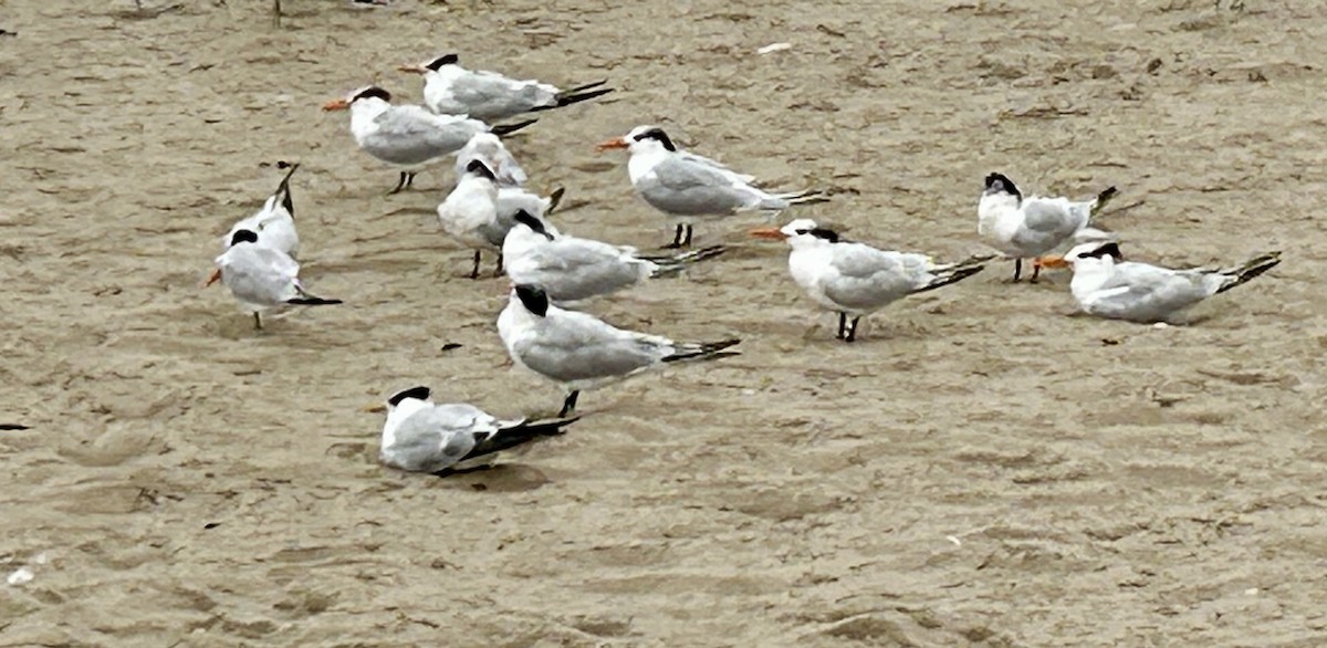 Royal Tern - ML644568887