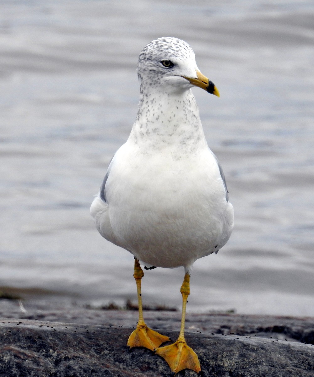 Ring-billed Gull - ML644568891