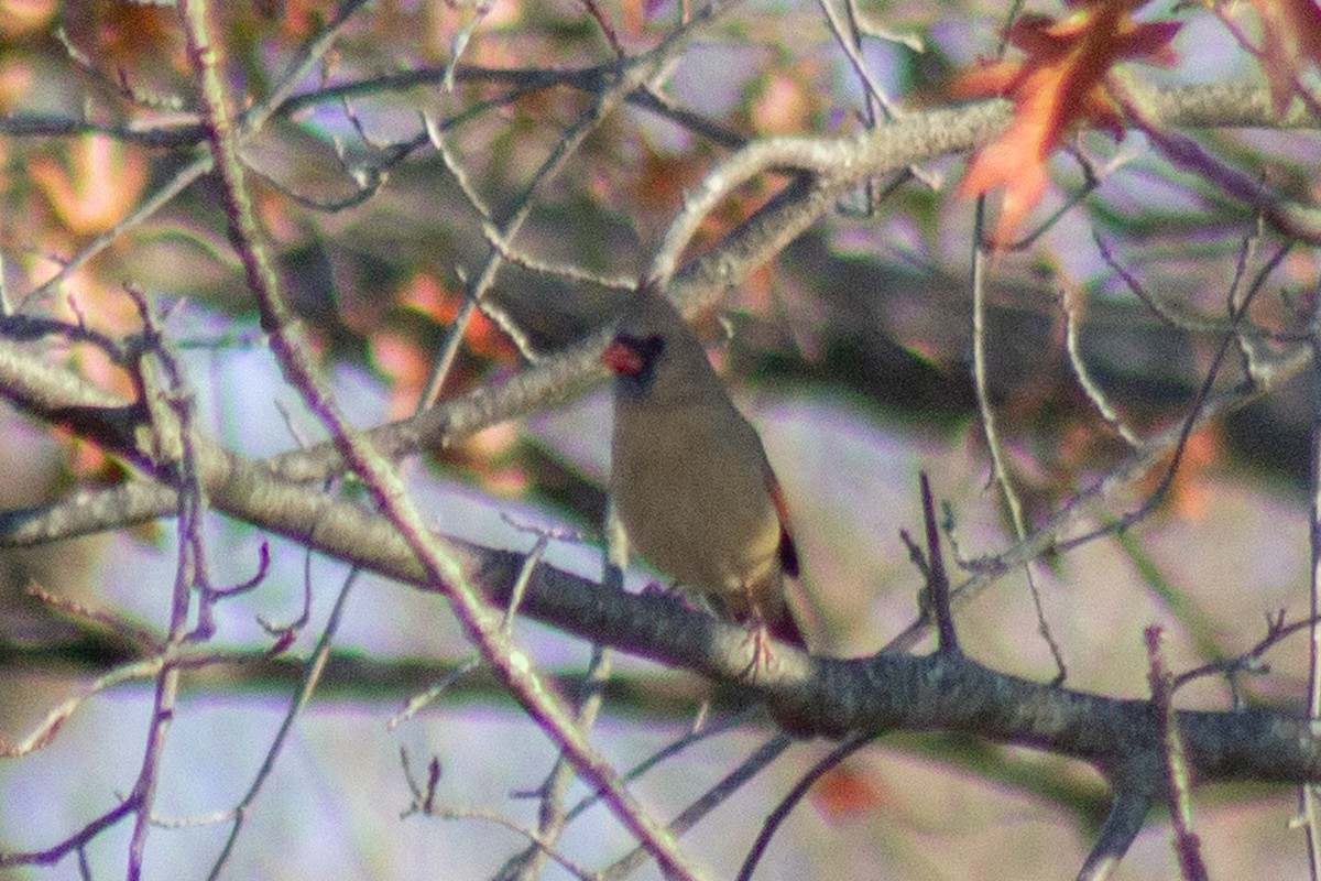 Kardinal arrunta - ML644568894