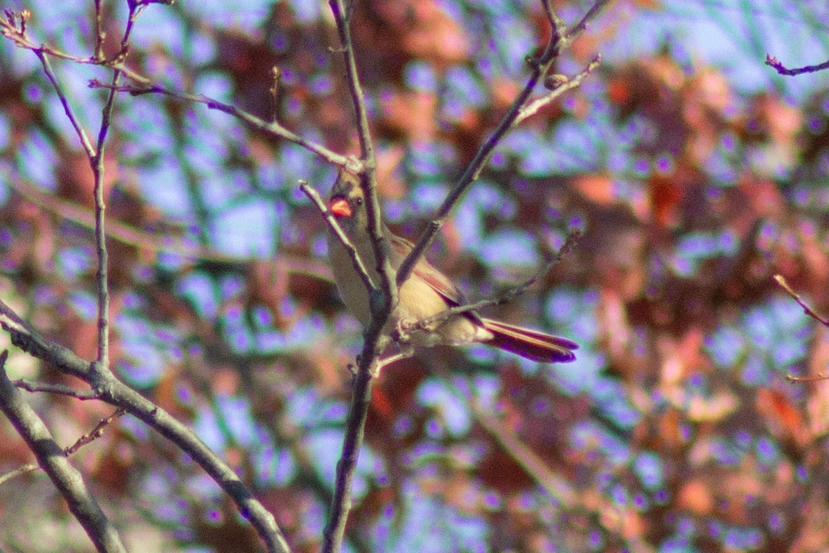 Kardinal arrunta - ML644568895