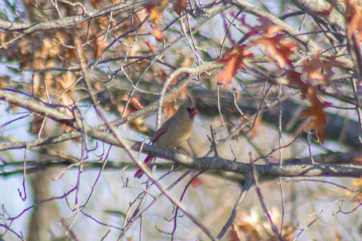 Kardinal arrunta - ML644568896