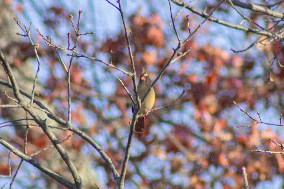 Kardinal arrunta - ML644568897