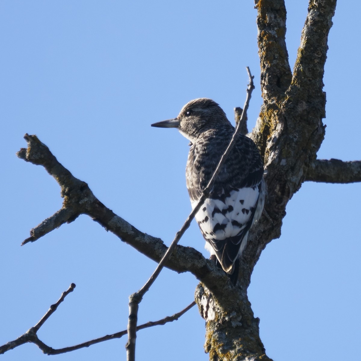 Pic à tête rouge - ML644568899
