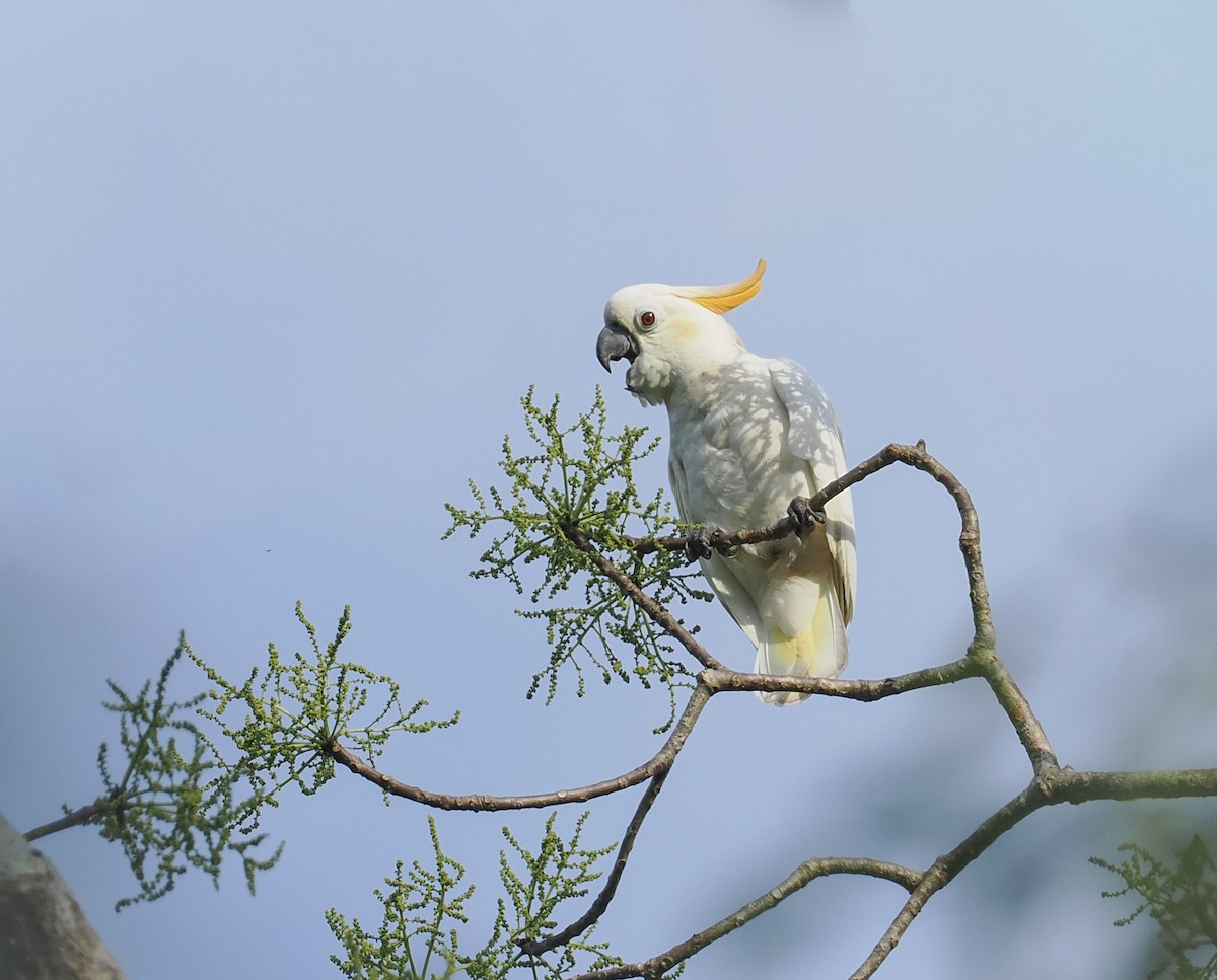 Citron-crested Cockatoo - ML644568903