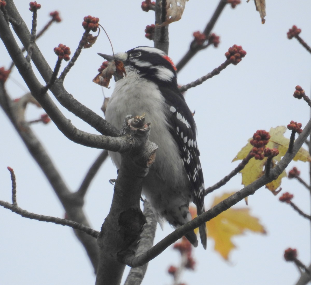 Yumuşak Tüylü Ağaçkakan - ML644568904